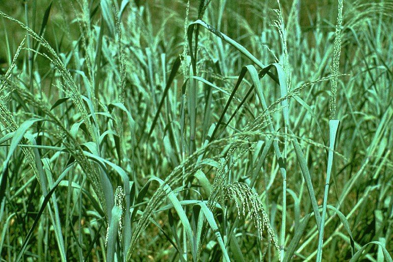 File:Panicum amarum NRCS-1.jpg