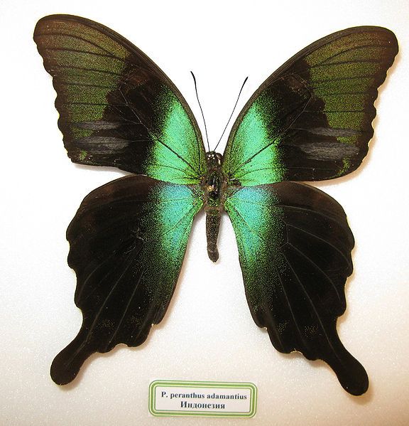 File:Papilio peranthus adamantius.JPG