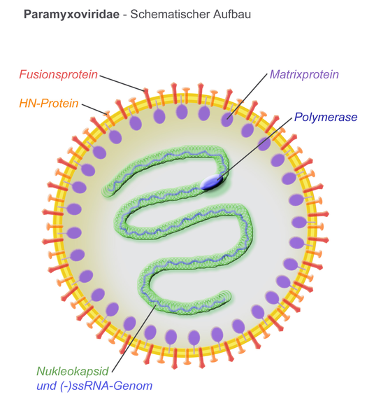 File:Paramyxoviridae-Schema.png