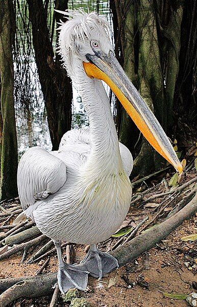 File:Pelecanus crispus-20030720.jpg