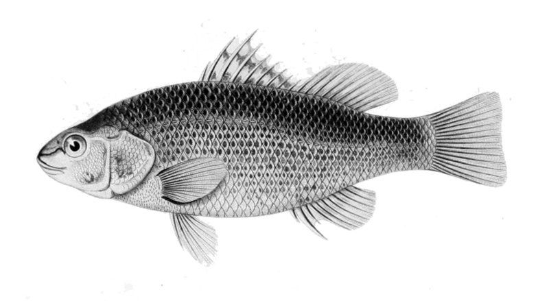 File:Percilia gillissi.jpg