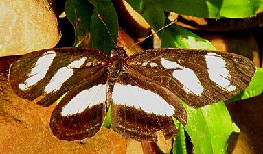 E. n. plagiata Peruvian crescent