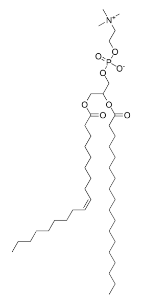 File:Phosphatidylcholine.png