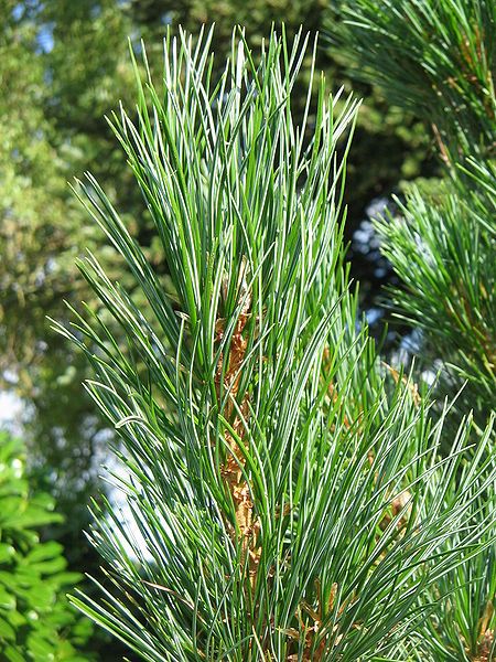 File:Pinus cembra leaves.jpg