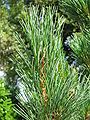 Pinus cembra close-up leaves