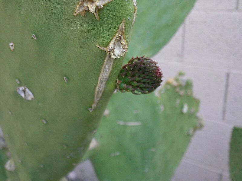 File:Prickly Pear 2half.JPG