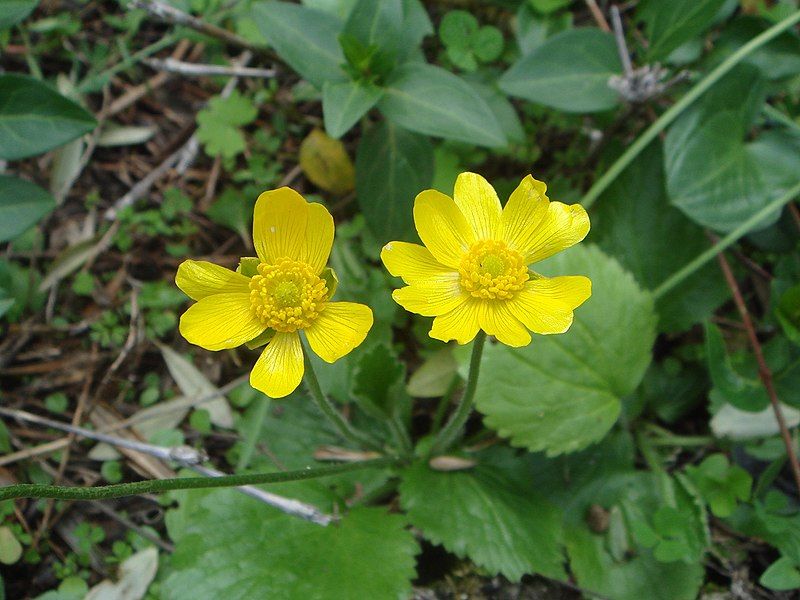 File:Ranunculus bullatus.JPG