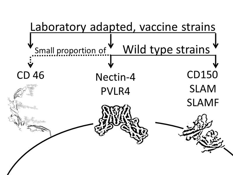 File:Receptors MV.tif