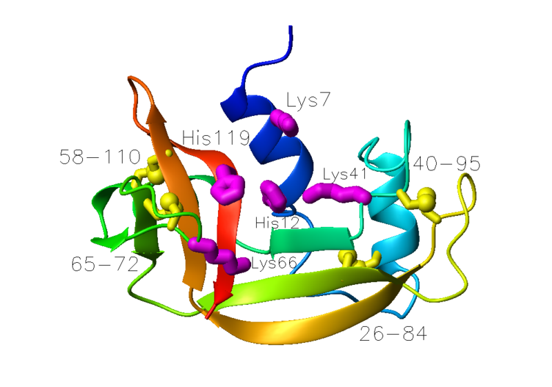 File:Ribonuclease A 7rsa.png