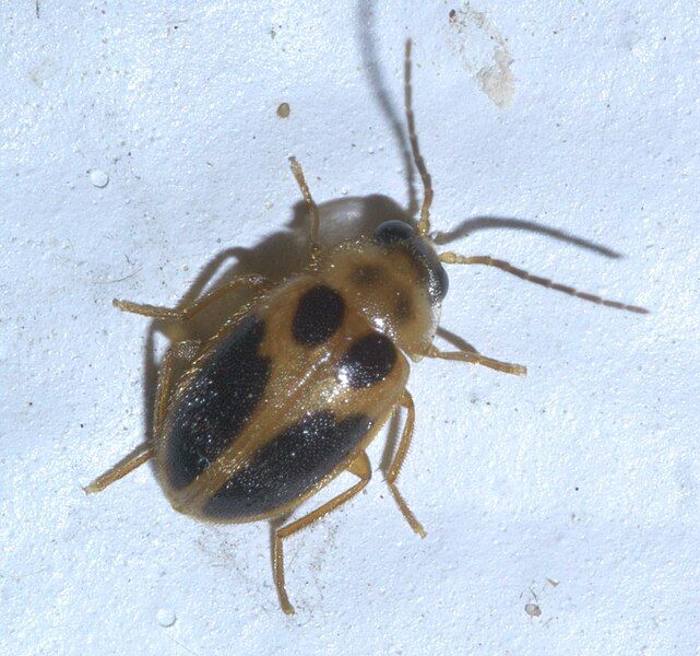 File:Sacodes pulchella P1600050a.jpg