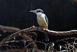 Sacred kingfisher