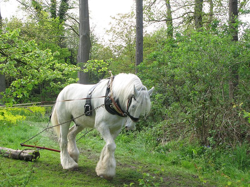 File:Shire horse.jpg