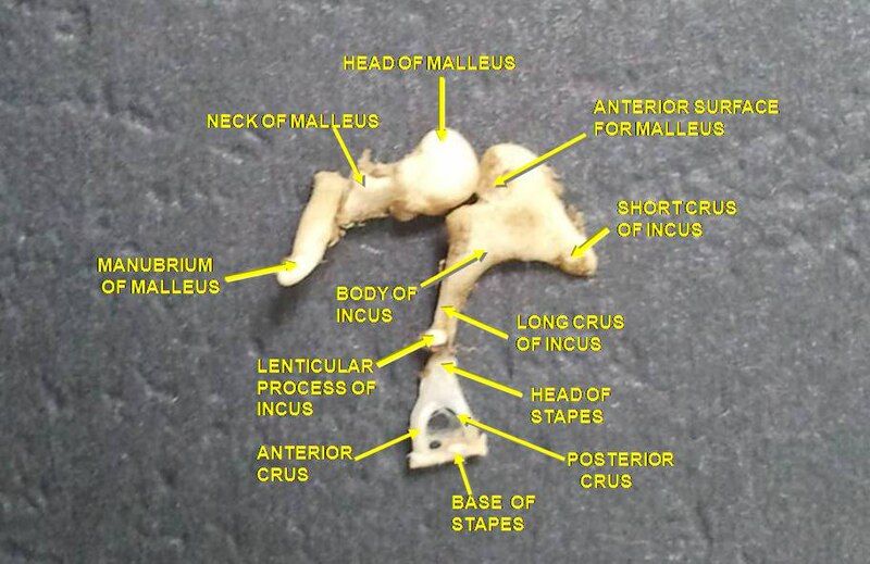 File:Slide1ghe.JPG