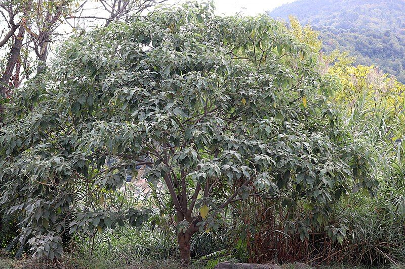 File:Solanum mauritianum (49090544656).jpg