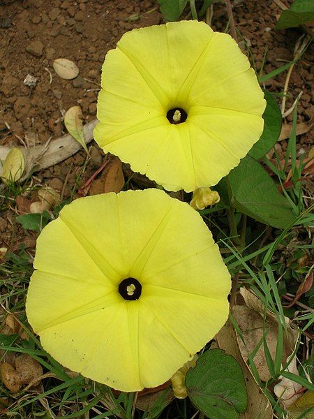 File:Starr-080429-8888-Ipomoea ochracea-flowers-Makawao-Maui (24611969580).jpg