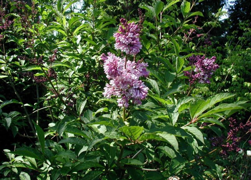 File:Syringa-josikaea-flowering.JPG