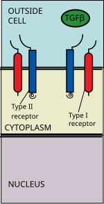 TGF Beta ligand binds to receptor