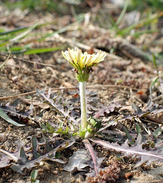 File:Taraxacum platycarpum 01.JPG