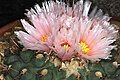 Pink flower cultivar