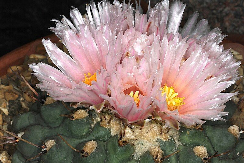 File:Thelocactus rinconensis pm1.JPG