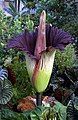 Titan arum, U.S. Botanic Garden, July 23, 2003