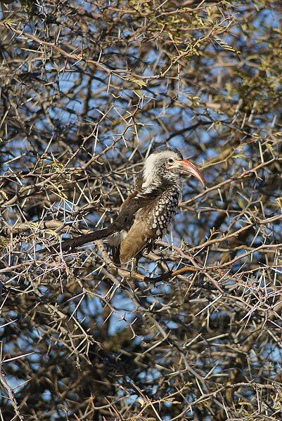 File:Tockus damarensis, Etosha.jpg