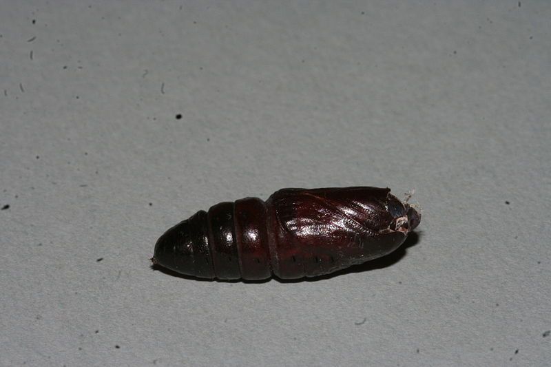 File:Torva notodonta1puppe.jpg