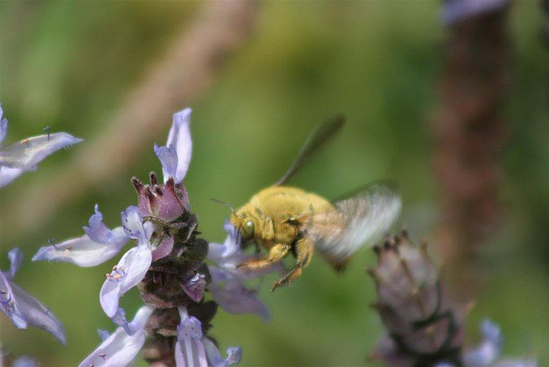 File:Unidentified bee 3.JPG