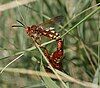 Two Western cicada killers (the wasp Sphecius grandis) mating. Male above, female below.