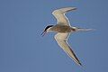 White-cheeked Tern photographed in one of the inshore islands of Abu Dhabi, United Arab Emirates