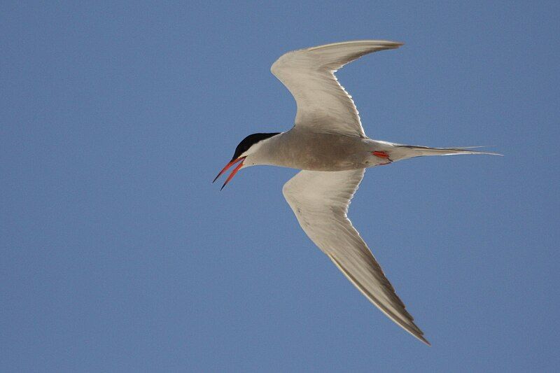 File:White-cheeked Tern.jpg