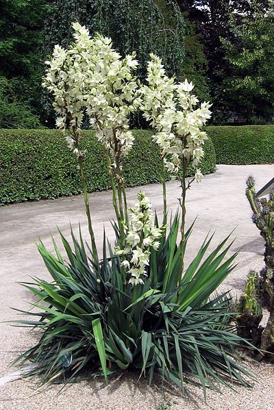 File:Yucca flaccida.jpg