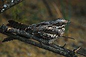 European nightjar