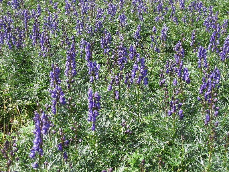 File:Aconitum napellusRHu.jpg