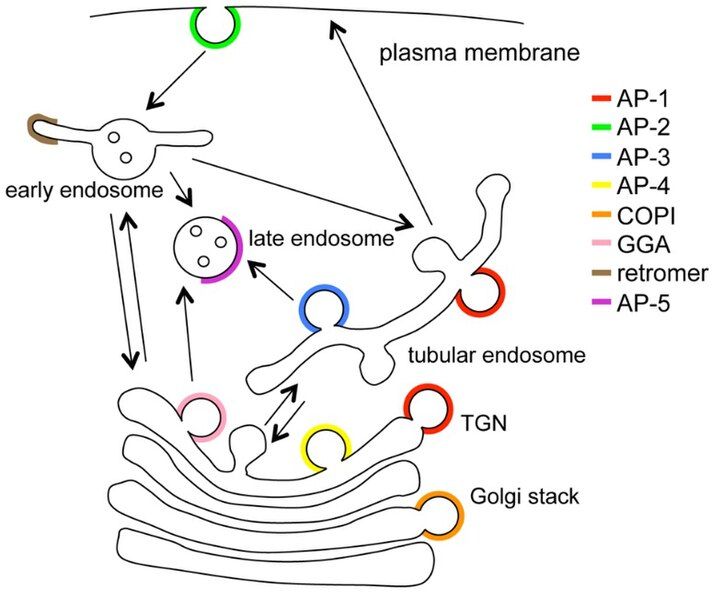 File:AdaptorsOverviewc.jpg