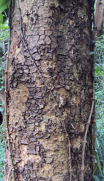 File:Albizia chinensis bark.jpg