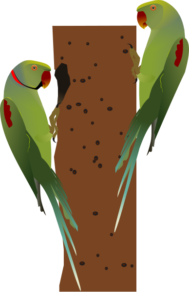 File:Alexandrine Parakeet-both.svg