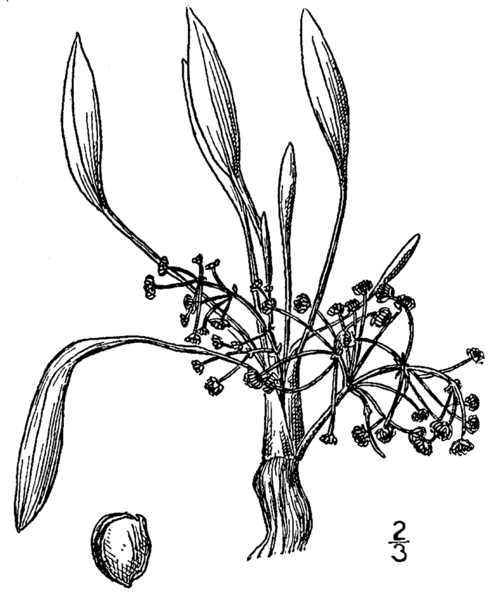 File:Alisma gramineum drawing.png