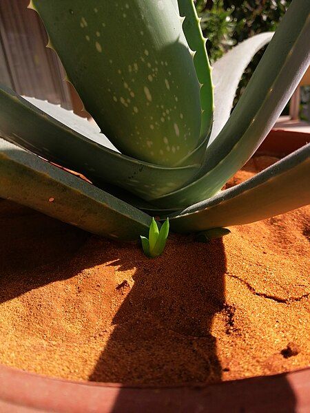 File:Aloe plant bud.jpg