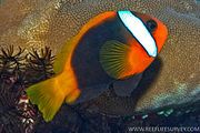 A. melanopus (Red & Black anemonefish)