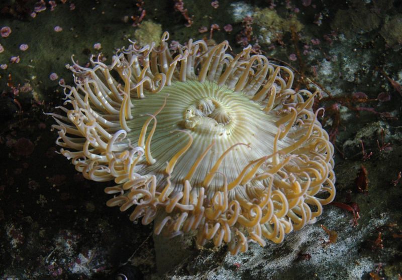 File:Anemone monterey madrabbit.jpg