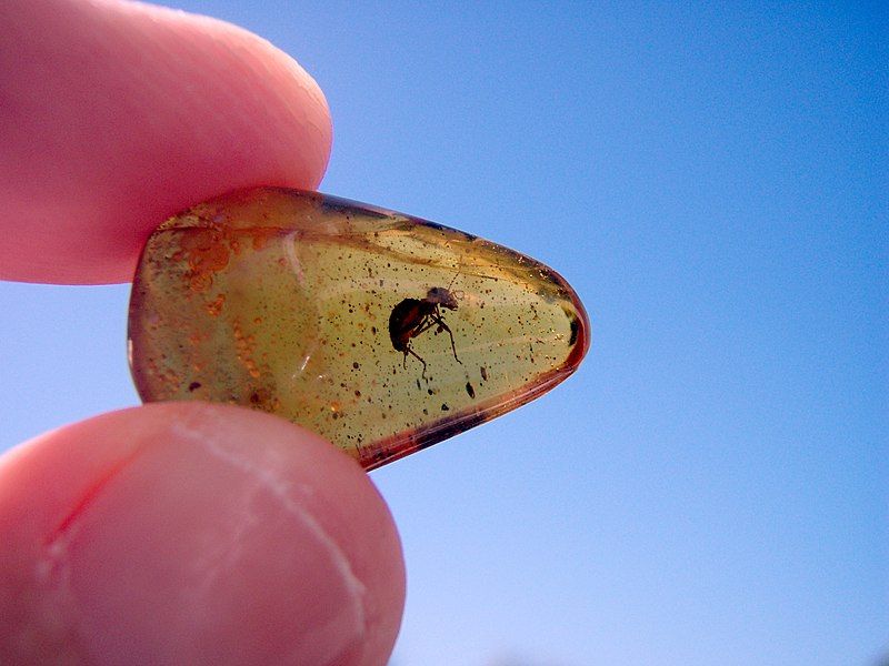 File:Ant in amber1.jpg