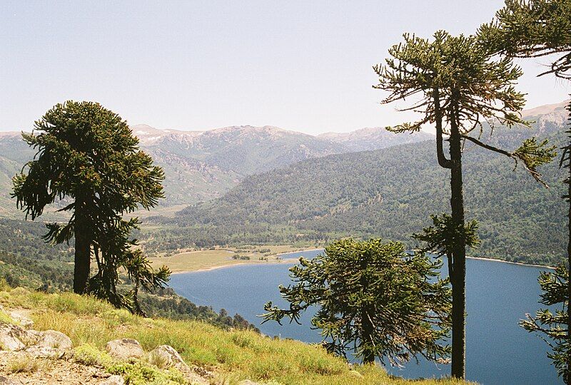 File:Araucaria araucana Lanin.jpg