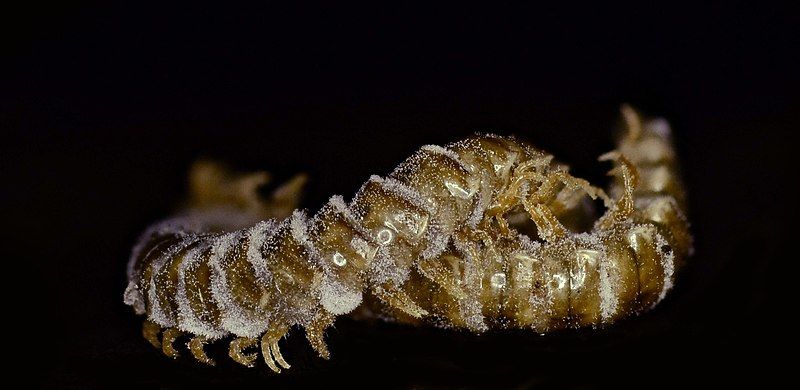 File:Arthrophaga myriapodina.jpg