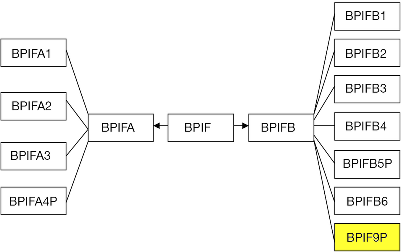 File:BPIFfamily-BPIFB9P.png