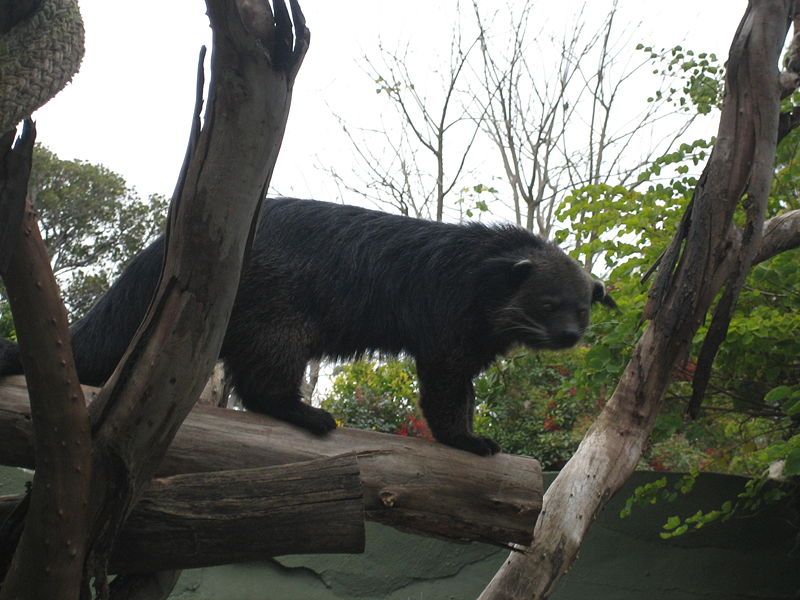 File:Binturong.jpg