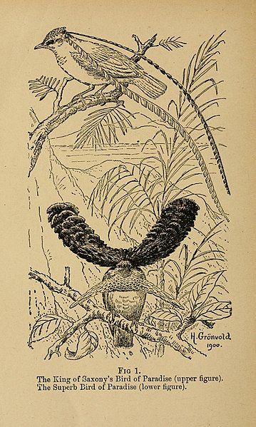 File:Bird-life (1899) (14563469239).jpg