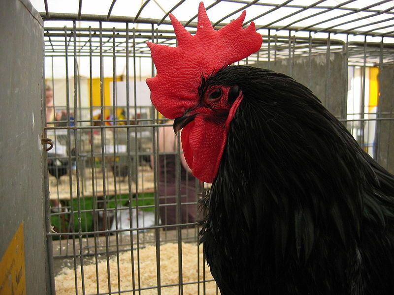 File:Black rooster close-up.jpg