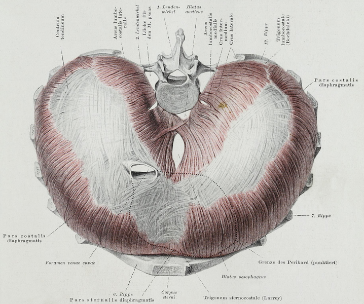 File:Braus 1921 111.png