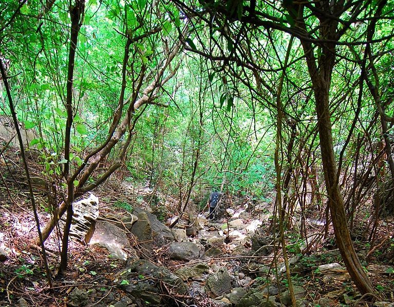 File:Brookesia micra habitat.jpg